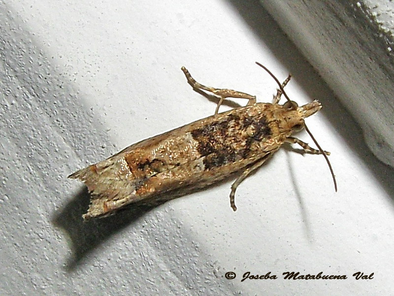 Crocidosema plebejana - Tortricidae ? Sì